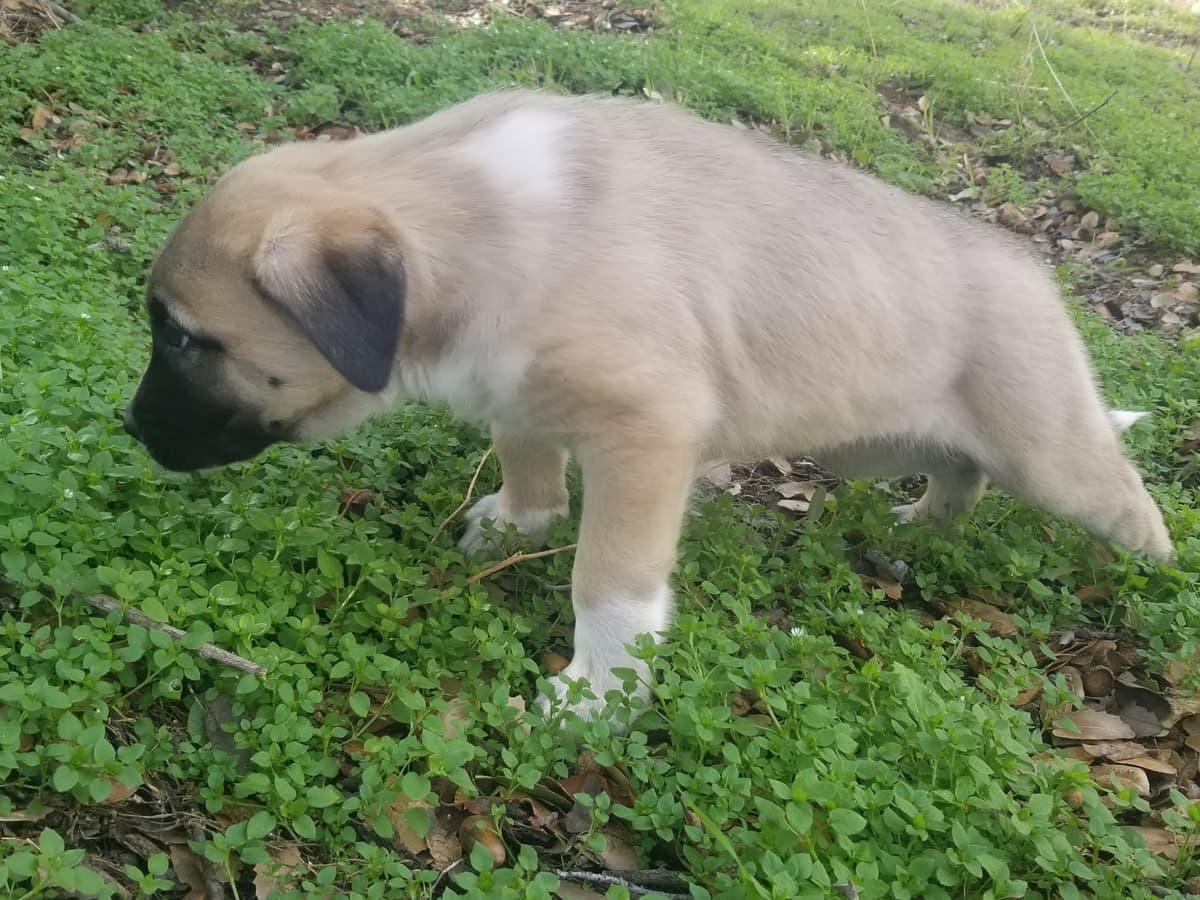 Anatolian Shepherd Dog Puppies breeder image 1