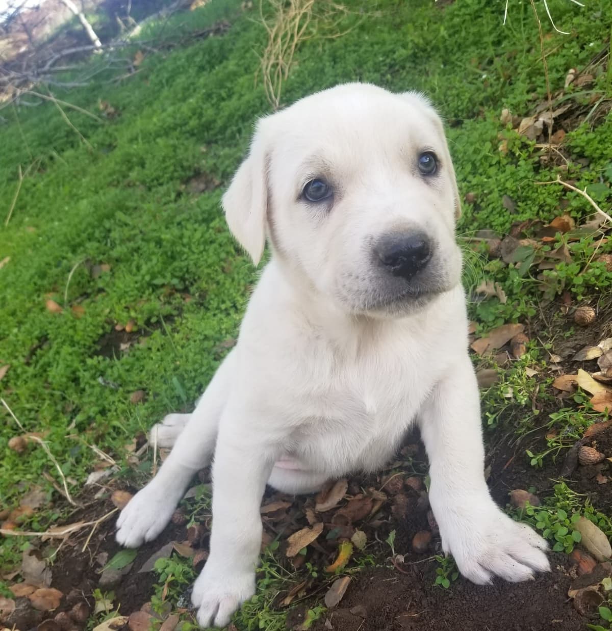 Anatolian Shepherd Dog Puppies breeder image 2