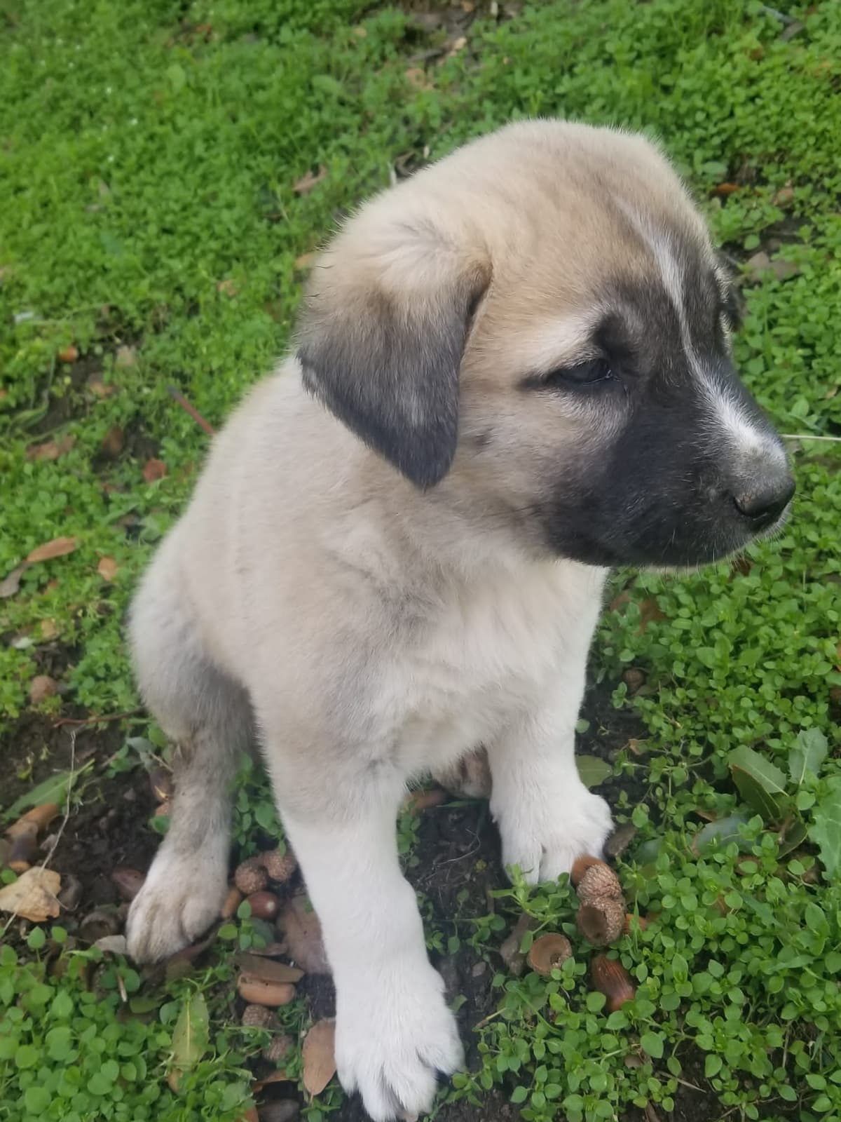 Anatolian Shepherd Dog Puppies breeder image 3