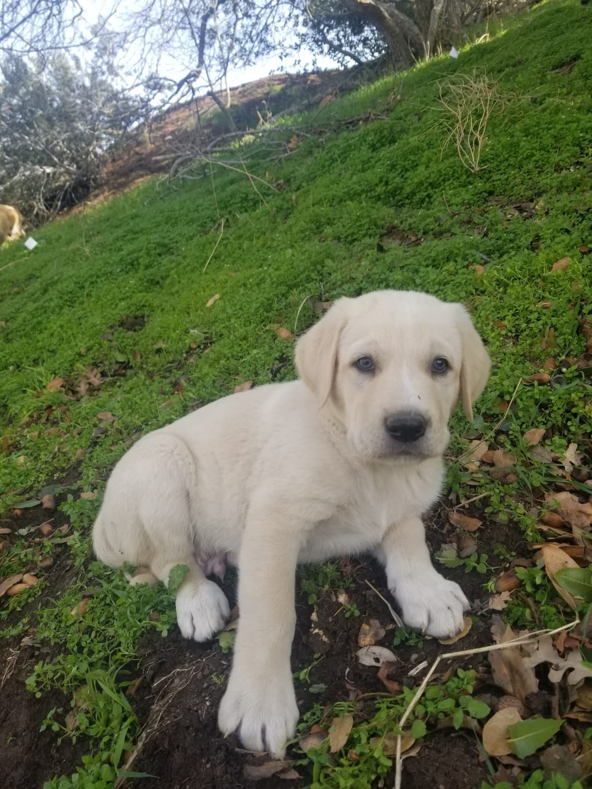 Anatolian Shepherd Dog Puppies breeder image 4
