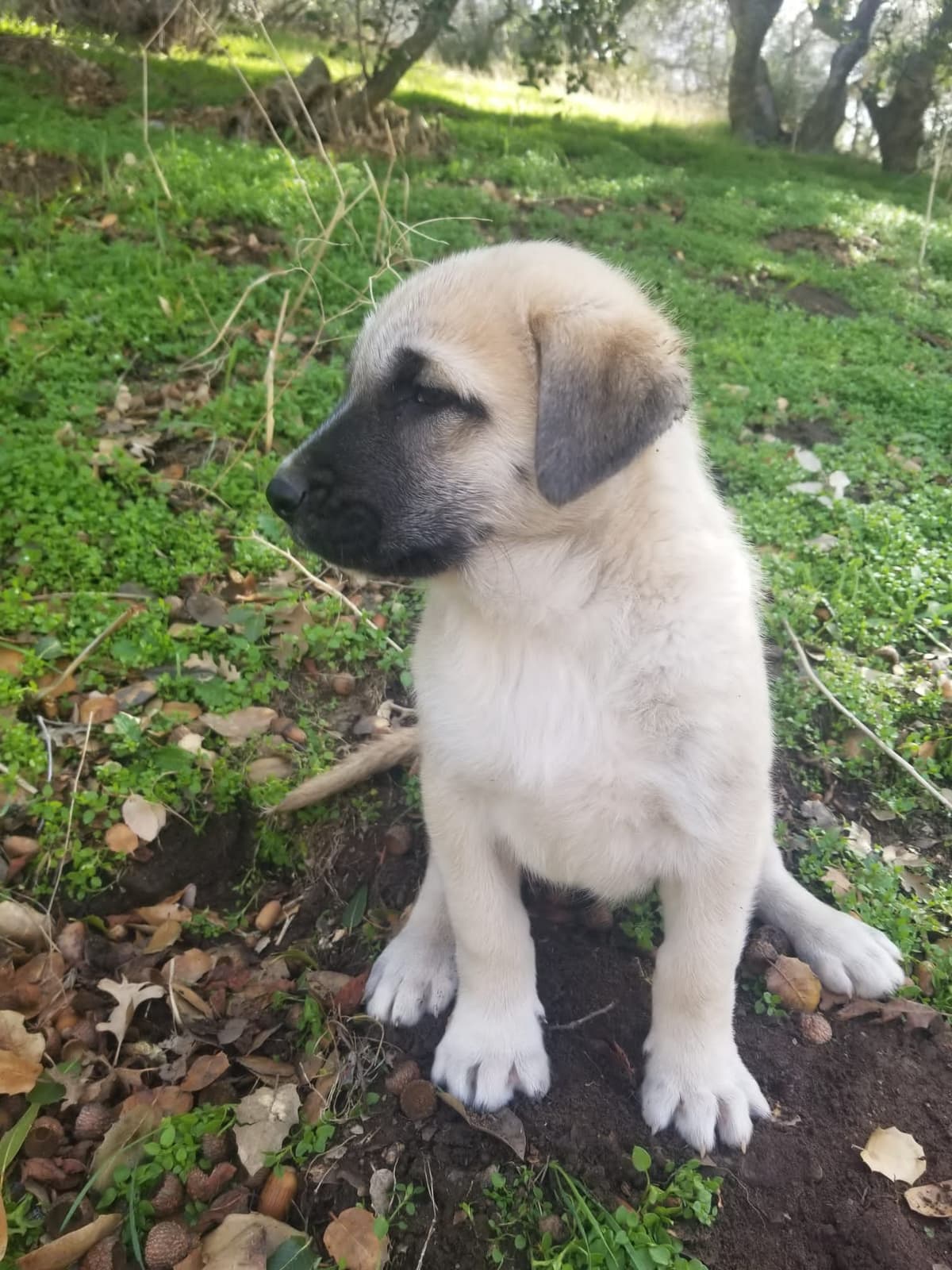 Anatolian Shepherd Dog Puppies breeder image 5