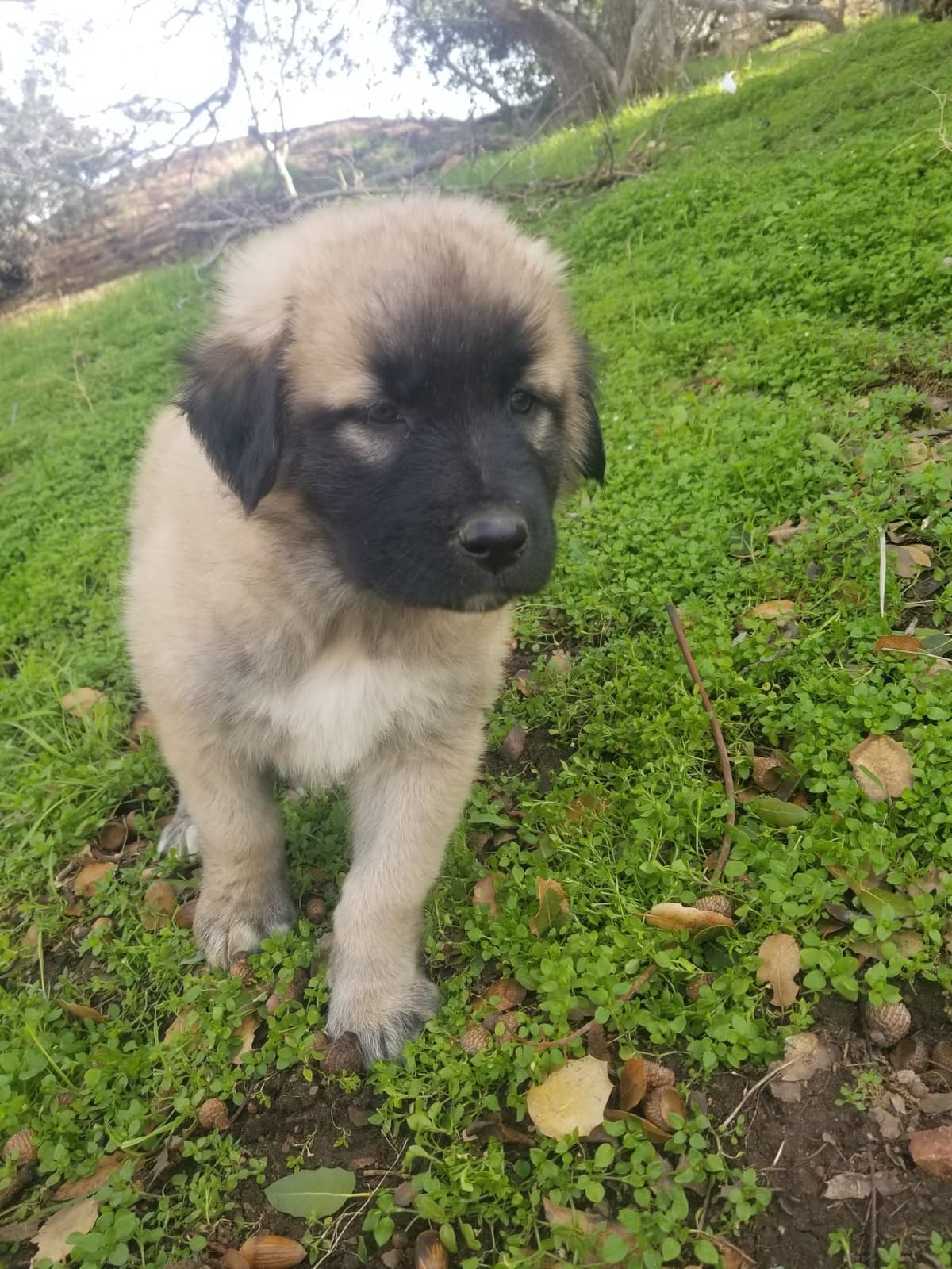 Anatolian Shepherd Dog Puppies breeder image 6
