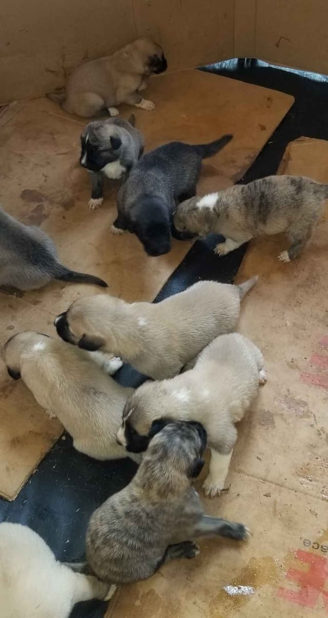 Anatolian Shepherd Dog Puppies media 2