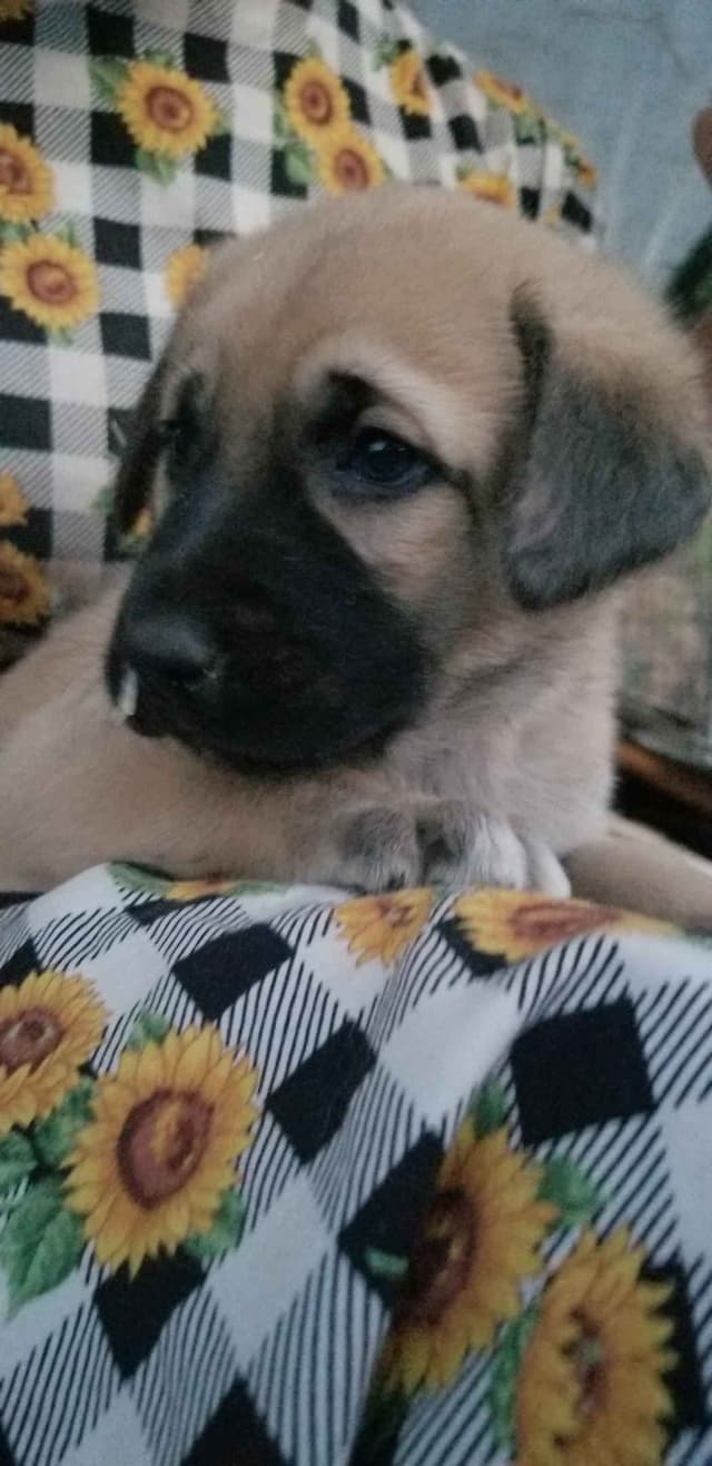 Anatolian Shepherd Dog Puppies media 3