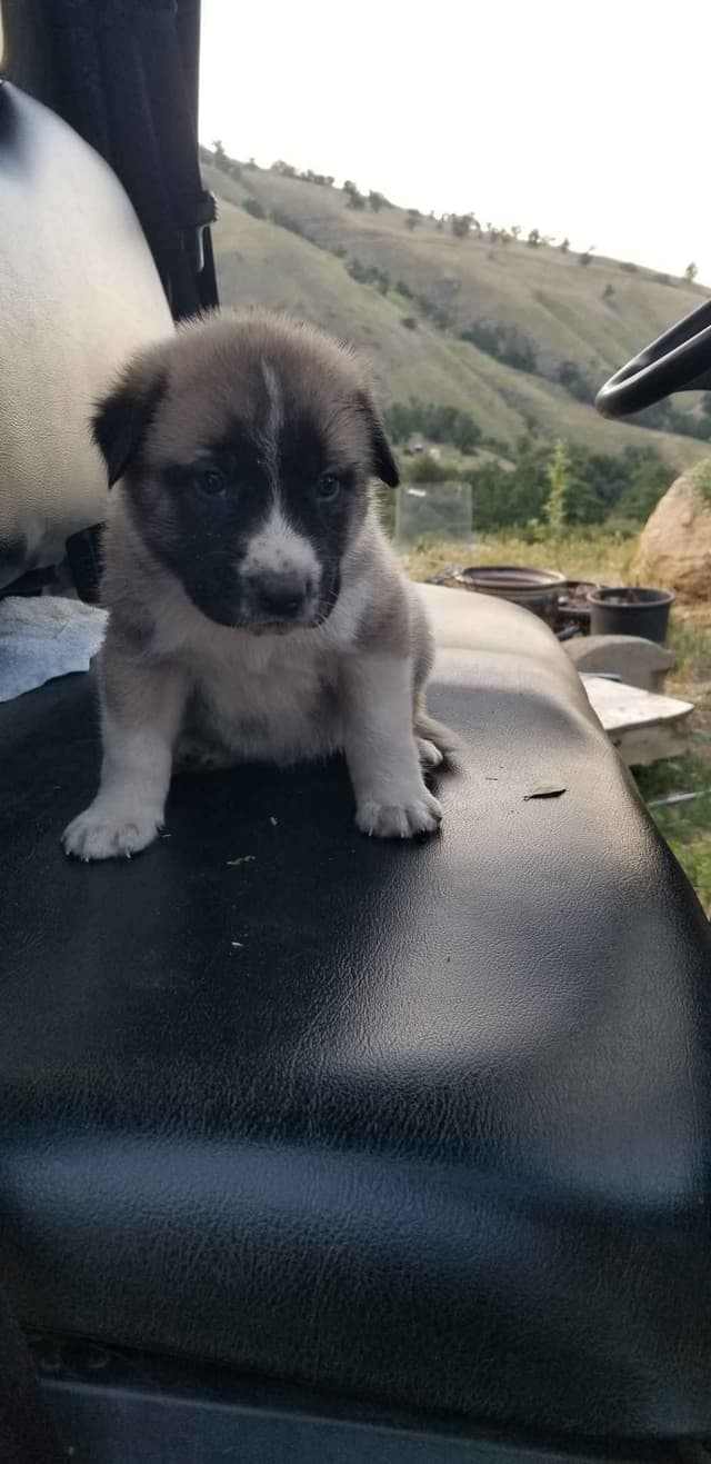 Anatolian Shepherd Dog Puppies media 5