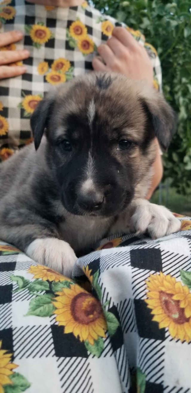 Anatolian Shepherd Dog Puppies media 4