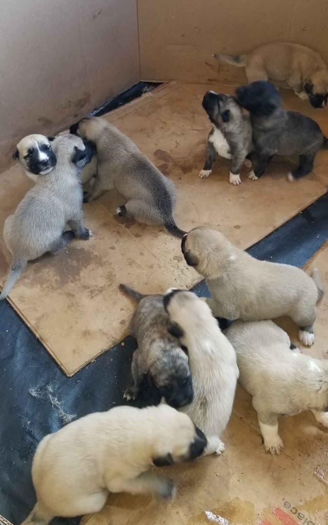 Anatolian Shepherd Dog Puppies media 6