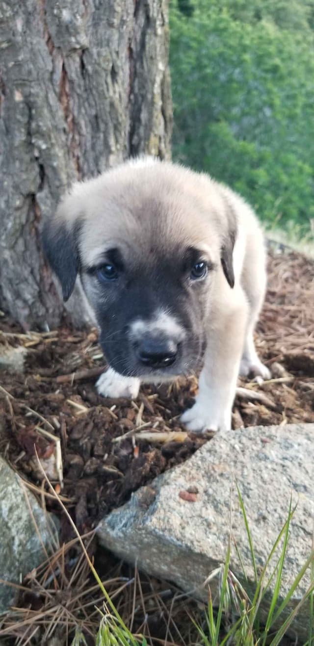 Anatolian Shepherd Dog Puppies media 7