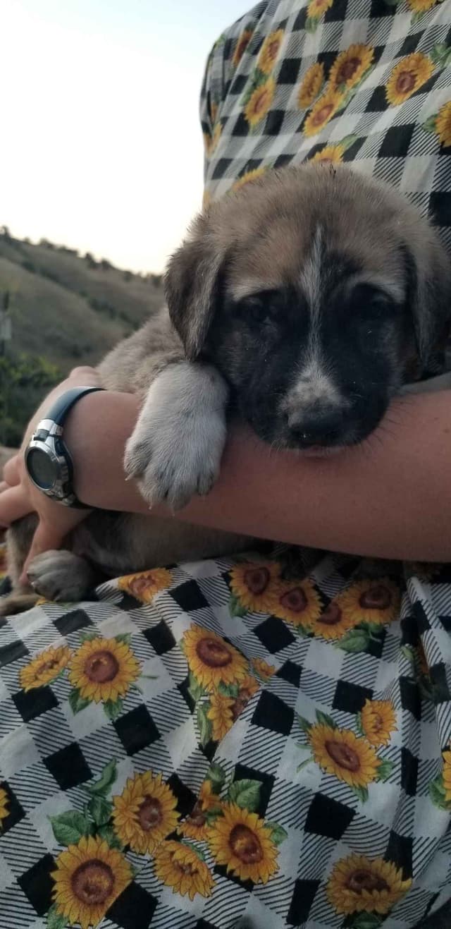 Anatolian Shepherd Dog Puppies media 8