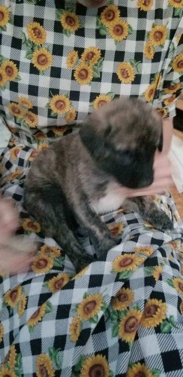 Anatolian Shepherd Dog Puppies media 9