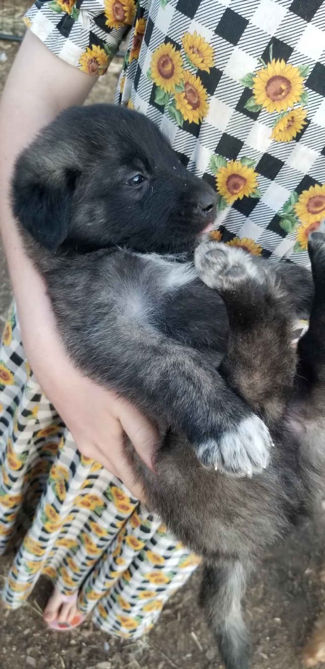 Anatolian Shepherd Dog Puppies media 10