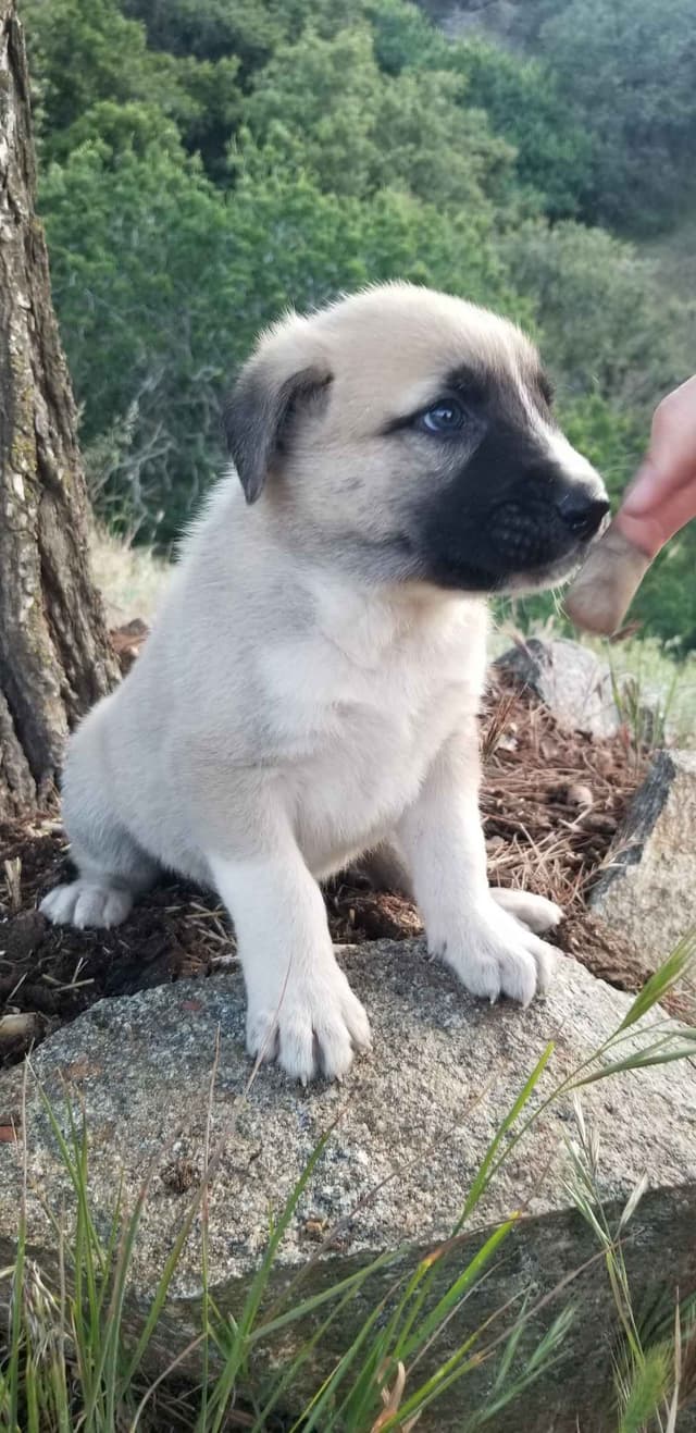 Anatolian Shepherd Dog Puppies media 11