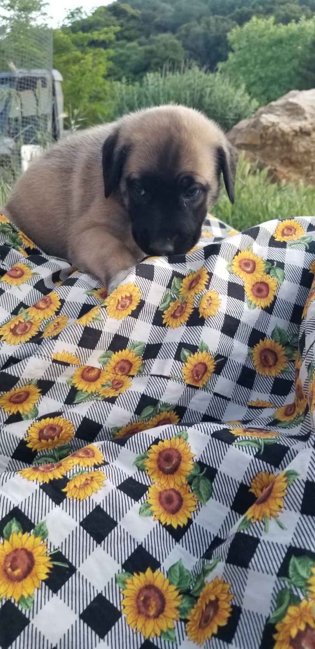 Anatolian Shepherd Dog Puppies media 12