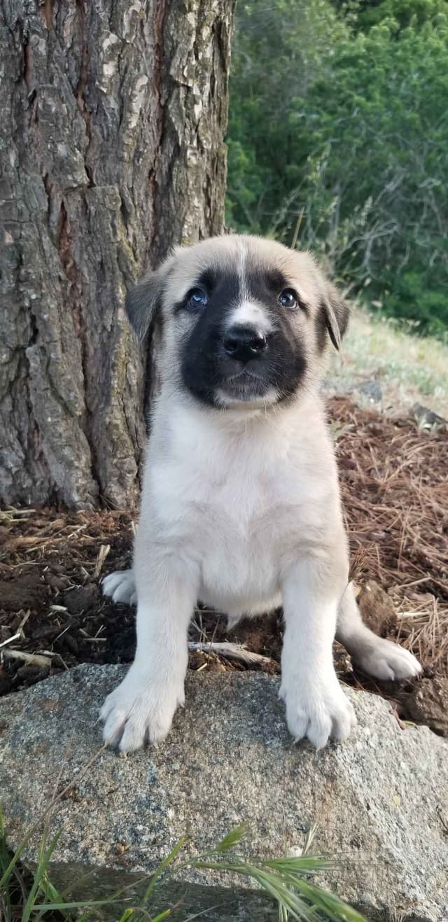 Anatolian Shepherd Dog Puppies media 13