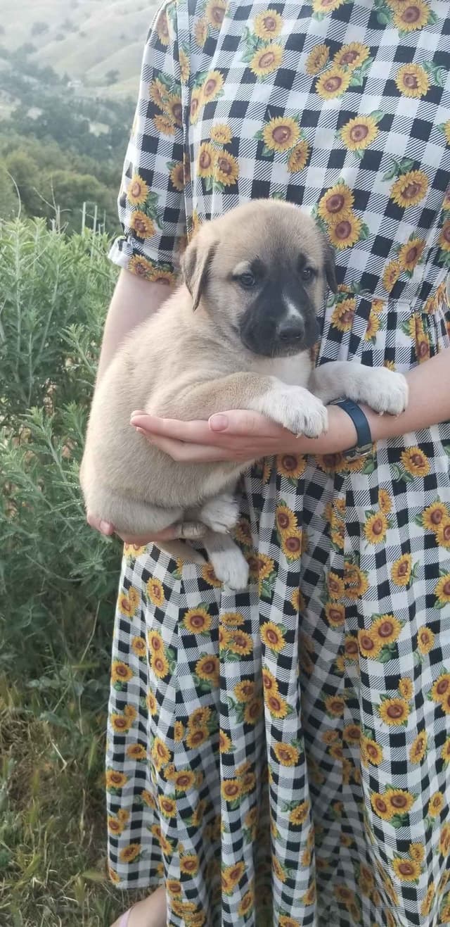 Anatolian Shepherd Dog Puppies media 15