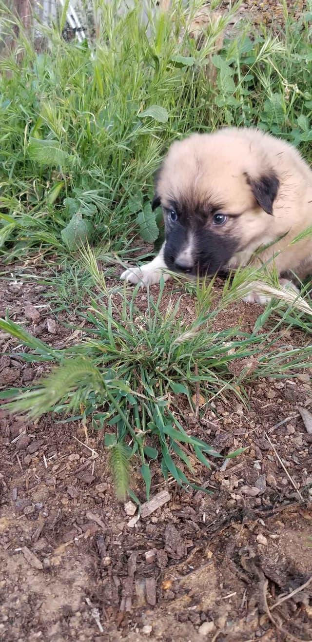 Anatolian Shepherd Dog Puppies media 16