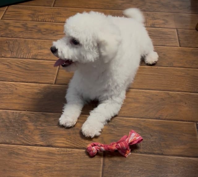 AKC "BAXTER" - CHAMPION BLOODLINES media 4