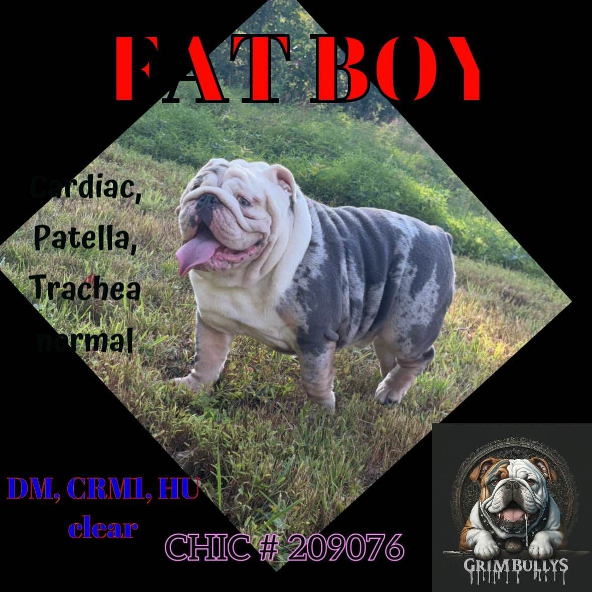 Bulldog Puppies breeder image 1