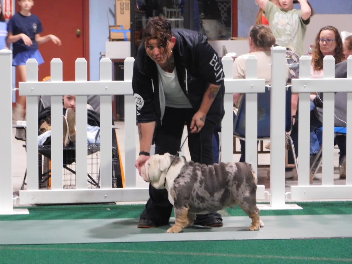 Bulldog Puppies breeder image 3