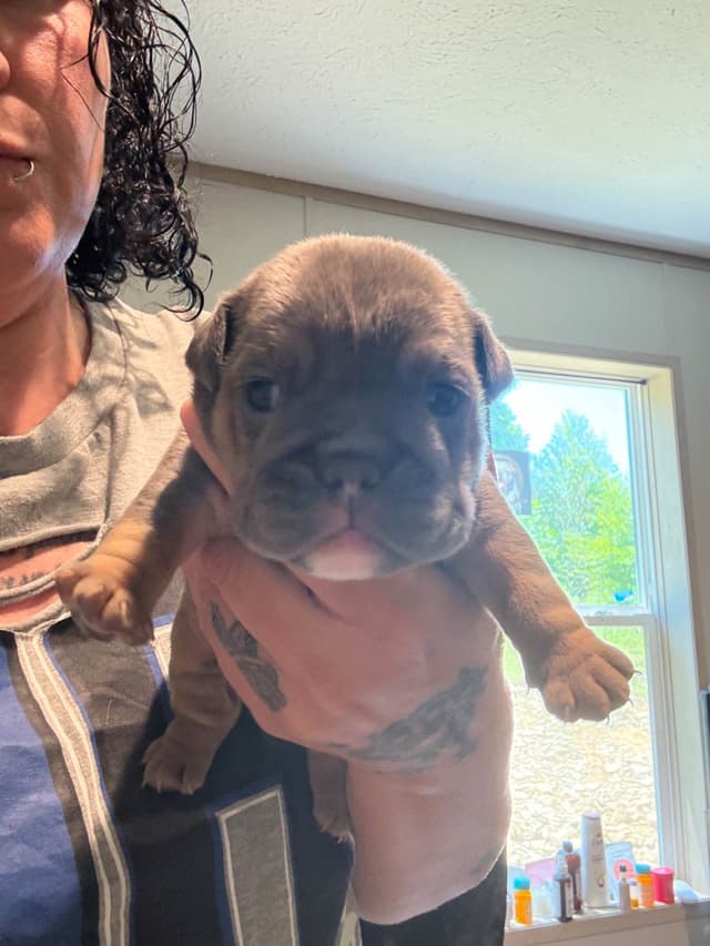 Bulldog Puppies media 3