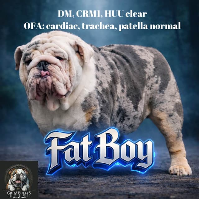 Bulldog Puppies media 4