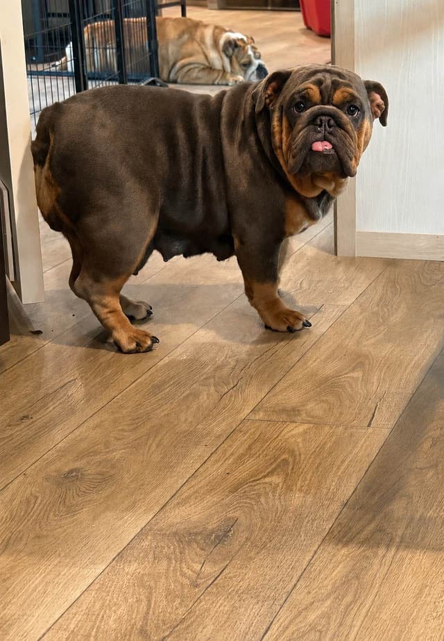 Bulldog Puppies media 5