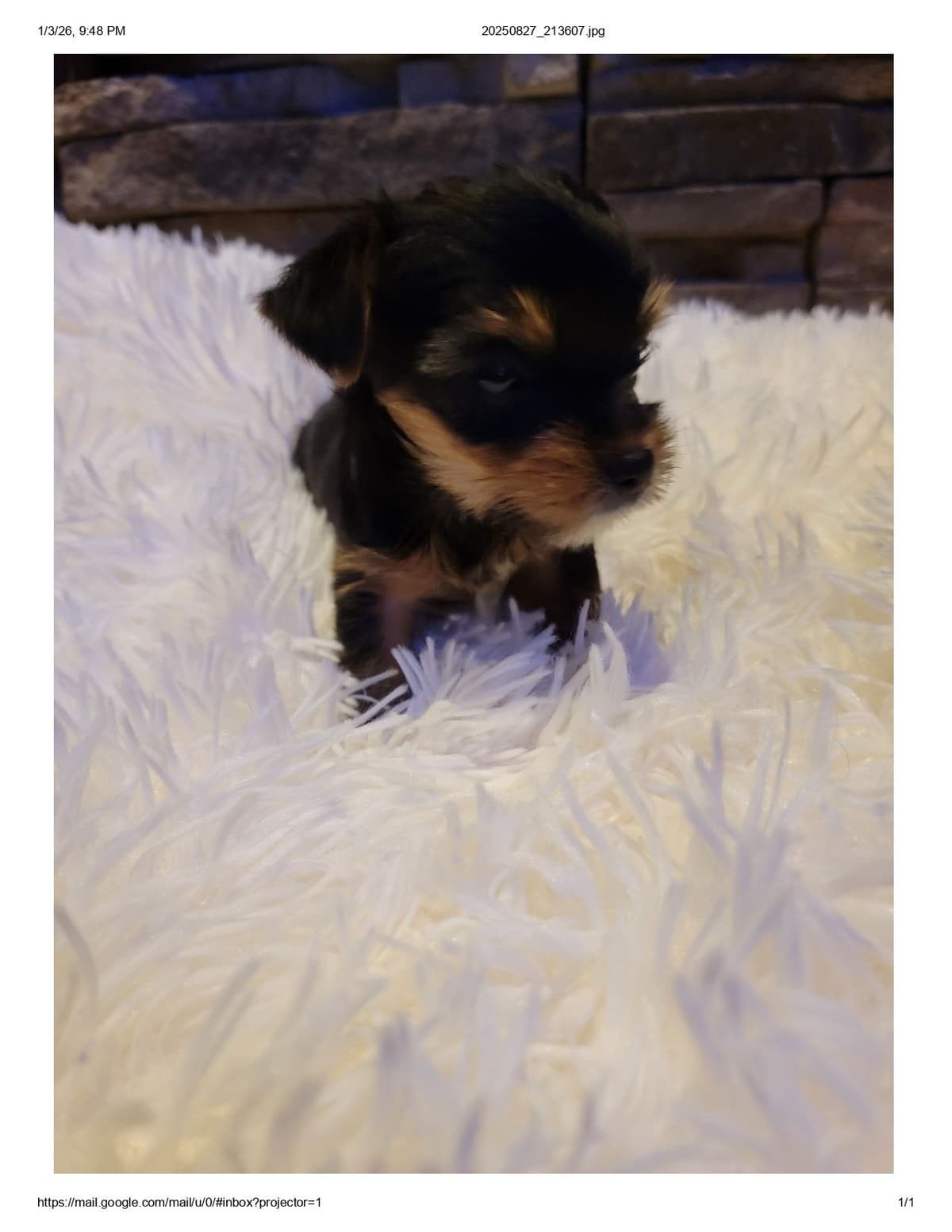Yorkshire Terrier Puppies breeder image 1