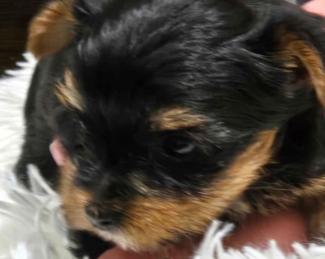 Yorkshire Terrier Puppies media 2