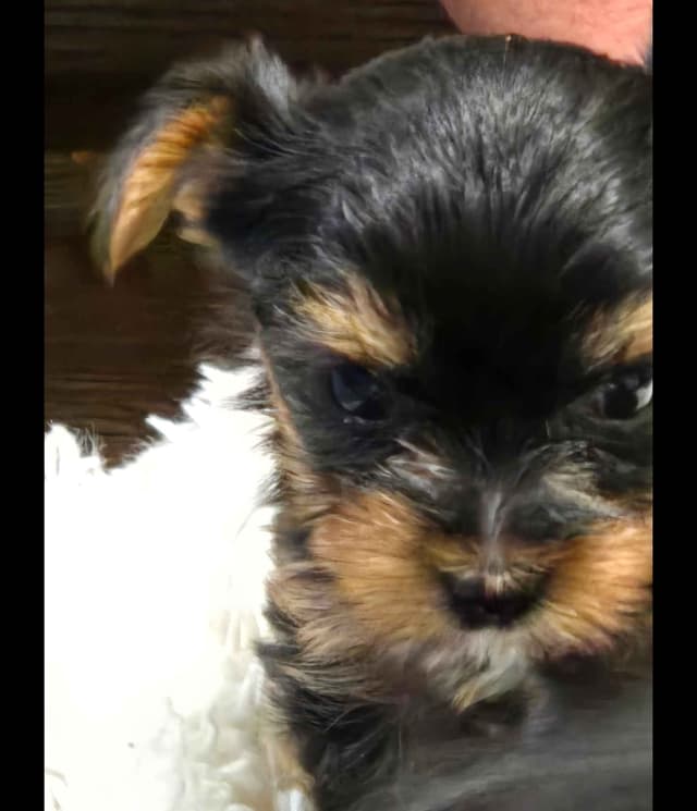 Yorkshire Terrier Puppies media 3
