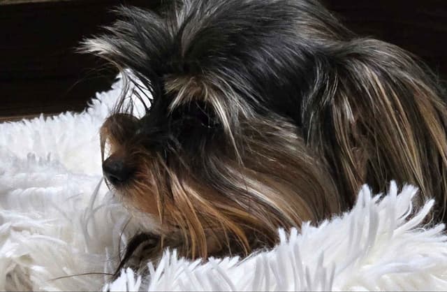 Yorkshire Terrier Puppies media 4
