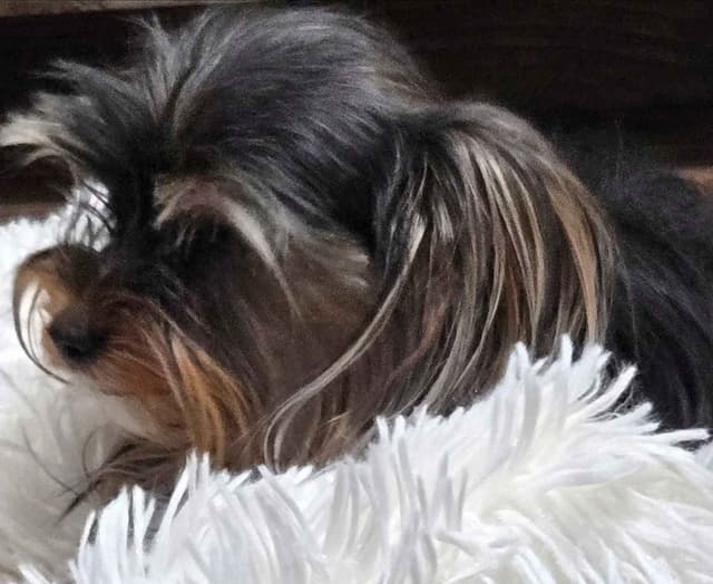 Yorkshire Terrier Puppies media 5