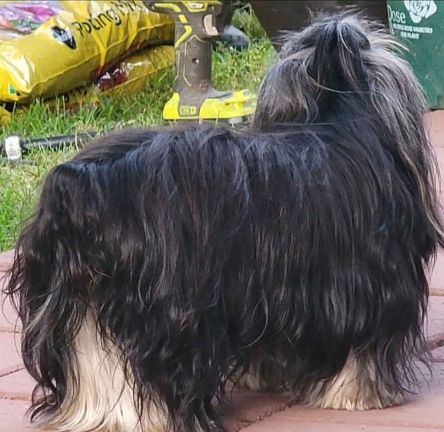 Yorkshire Terrier Puppies media 7
