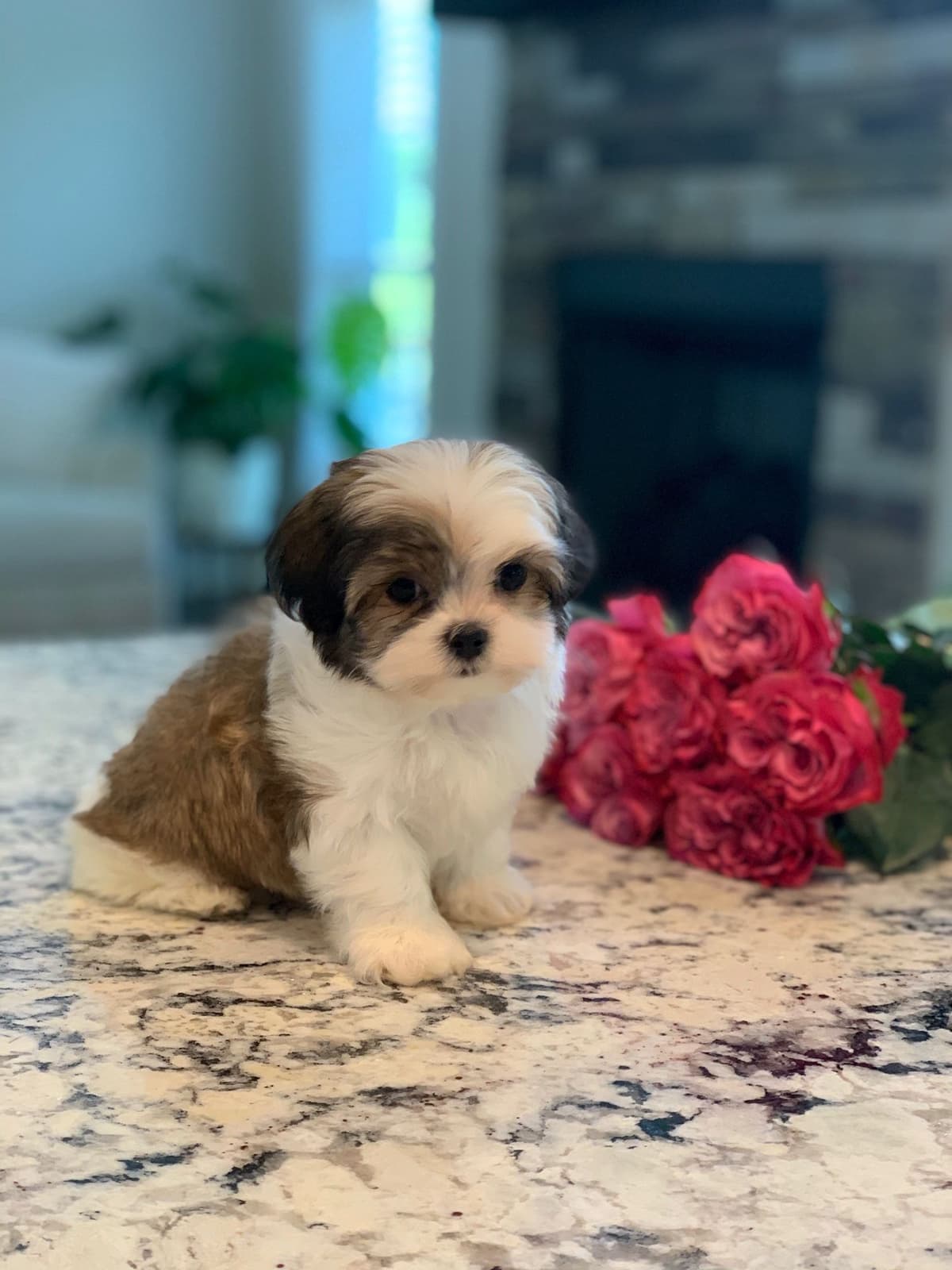Toy/Mini Poodle Puppies breeder image 1