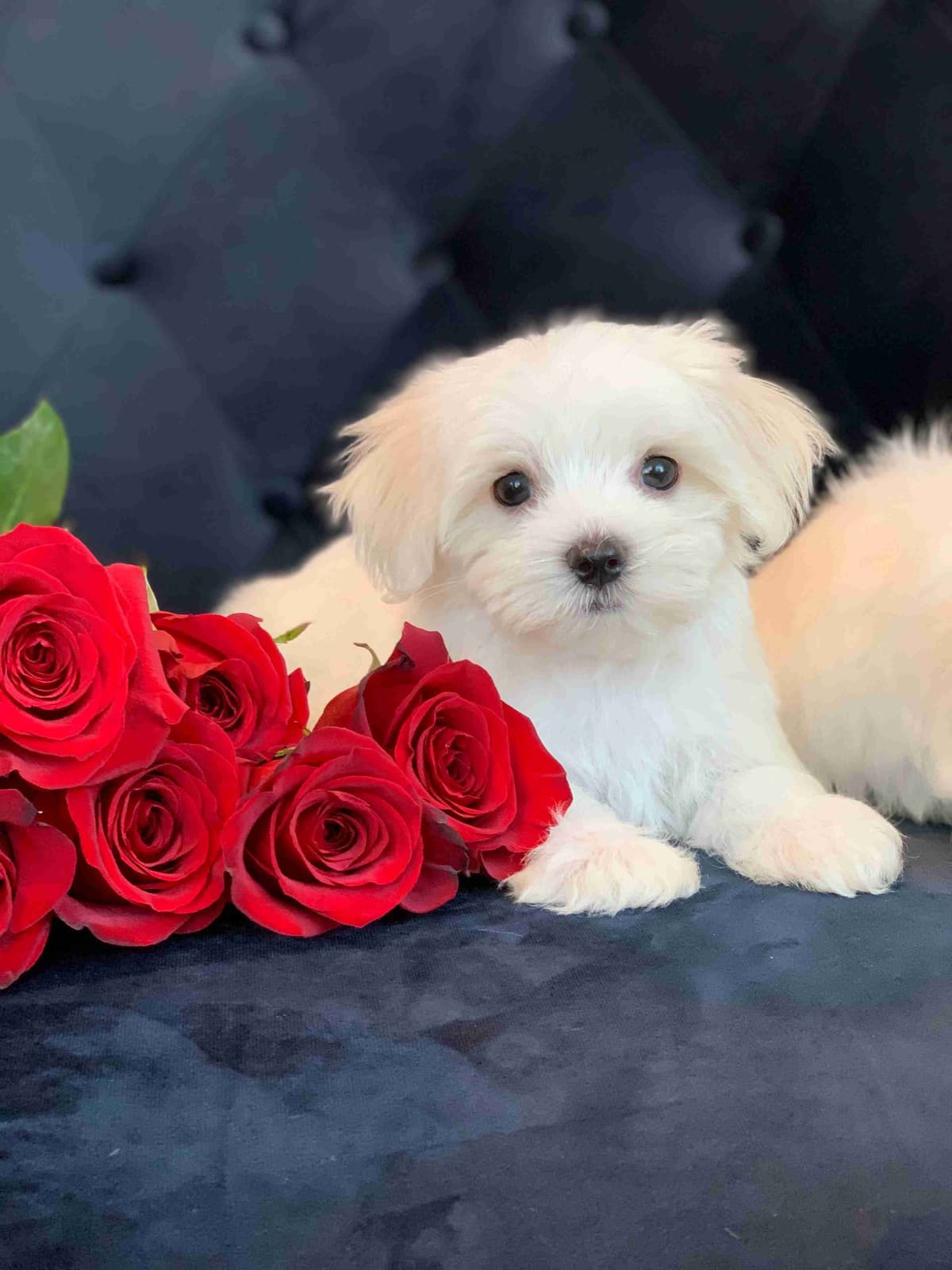 Toy/Mini Poodle Puppies breeder image 2