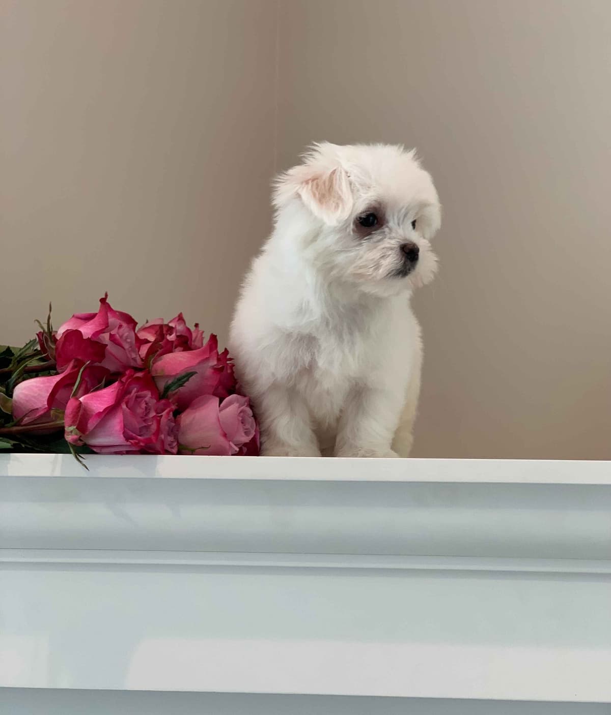Toy/Mini Poodle Puppies breeder image 8