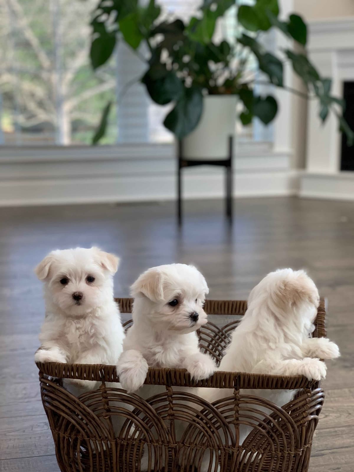 Toy/Mini Poodle Puppies breeder image 12