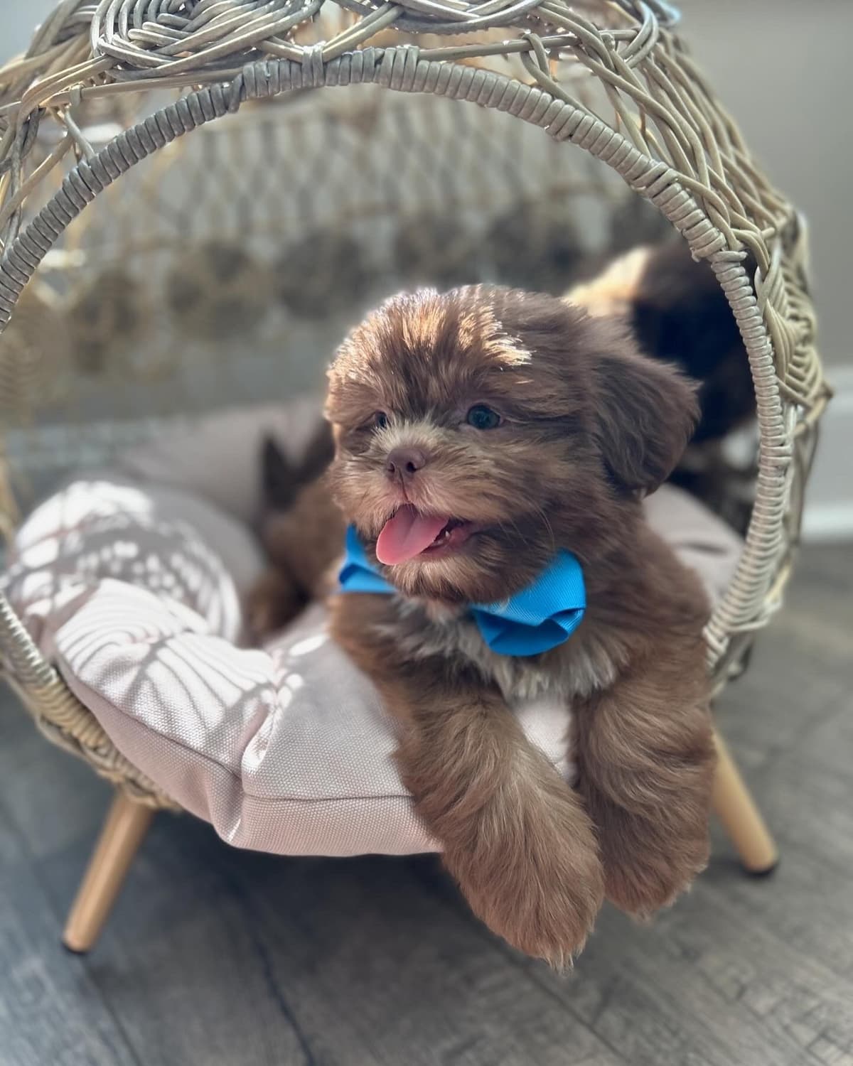 Toy/Mini Poodle Puppies breeder image 9