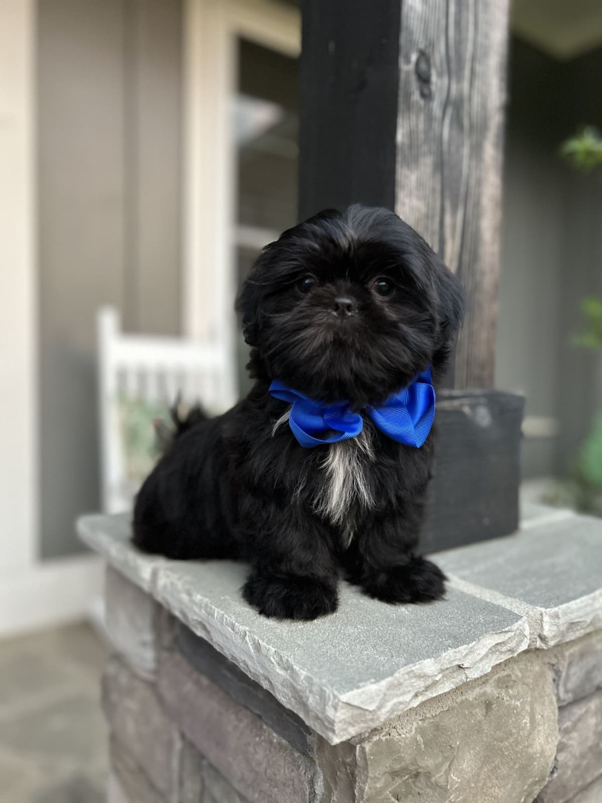 Toy/Mini Poodle Puppies breeder image 15