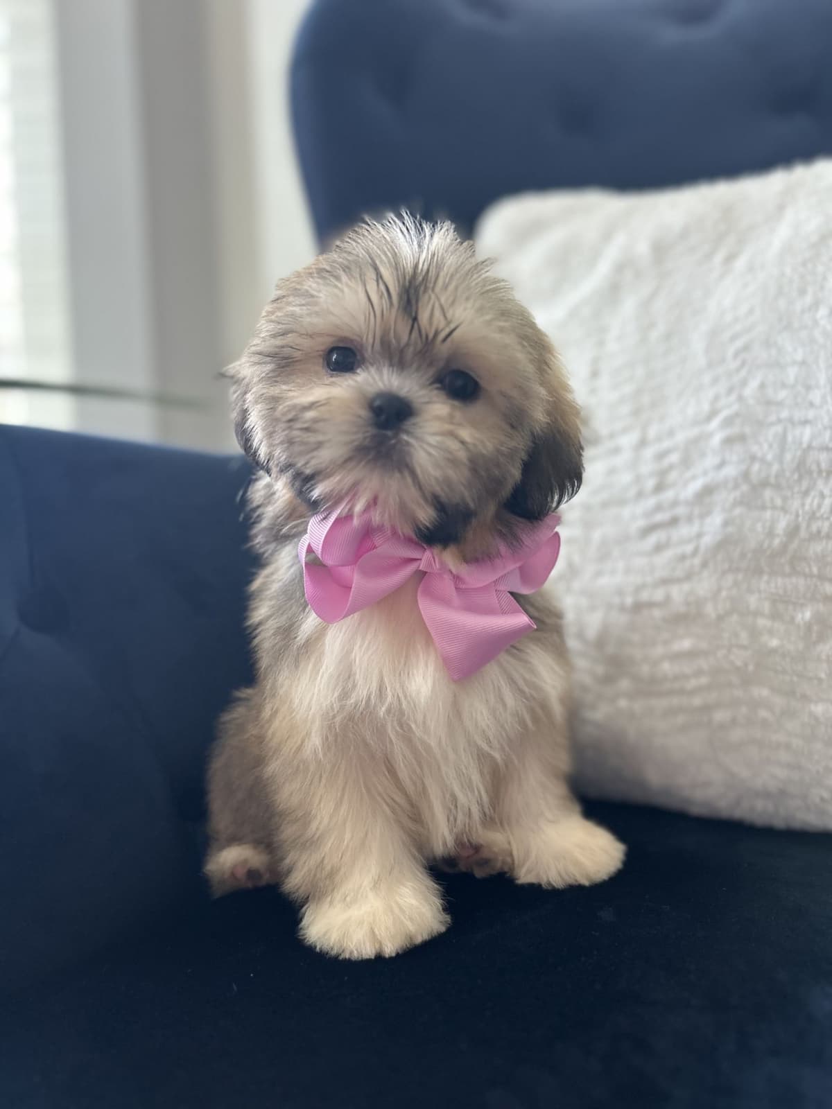 Toy/Mini Poodle Puppies breeder image 16