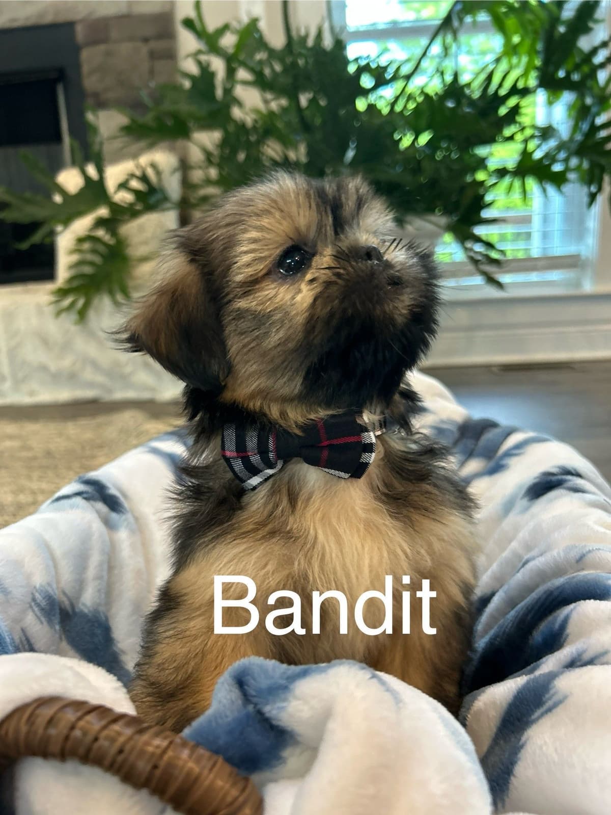 Toy/Mini Poodle Puppies breeder image 17