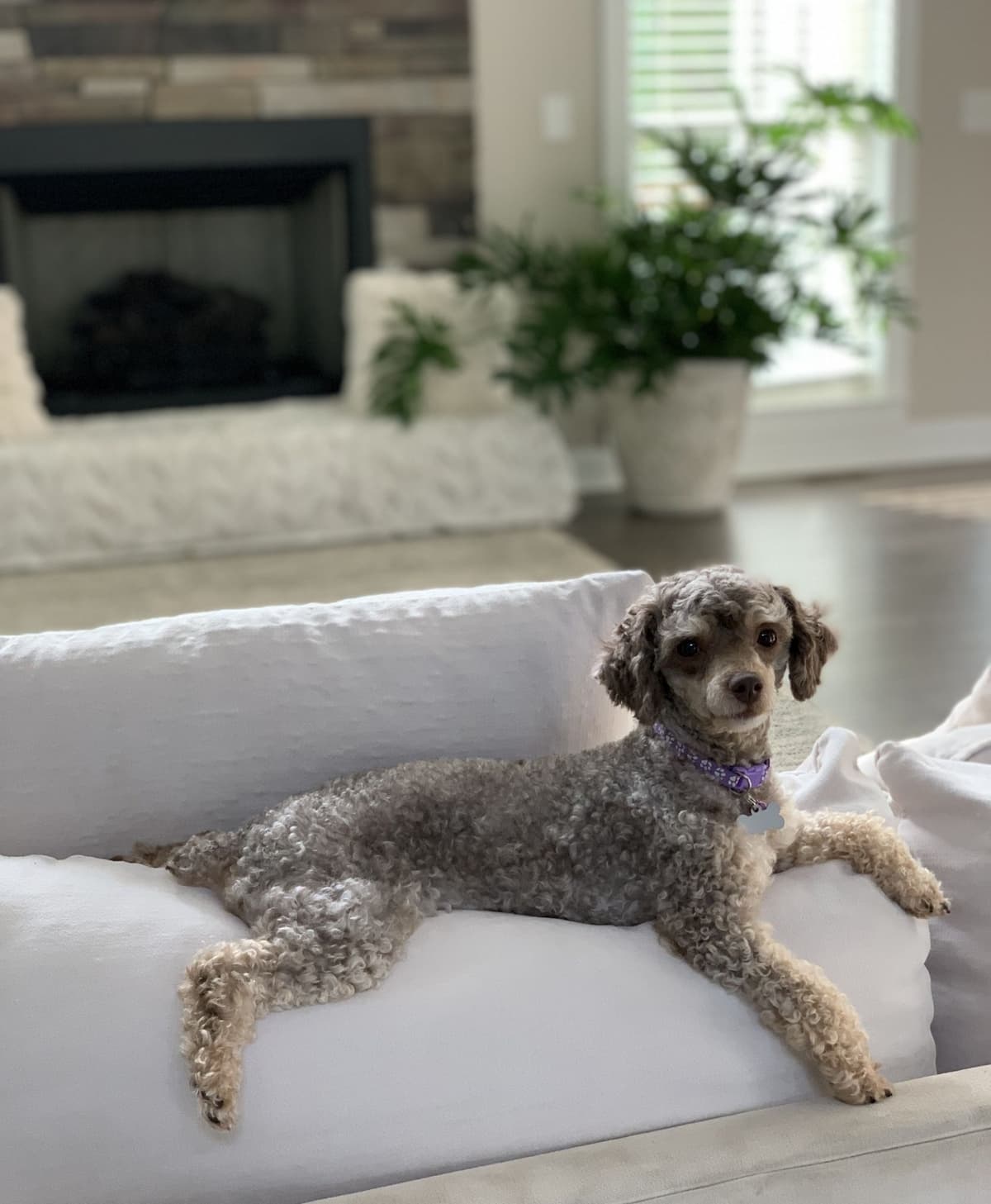 Toy/Mini Poodle Puppies breeder image 19