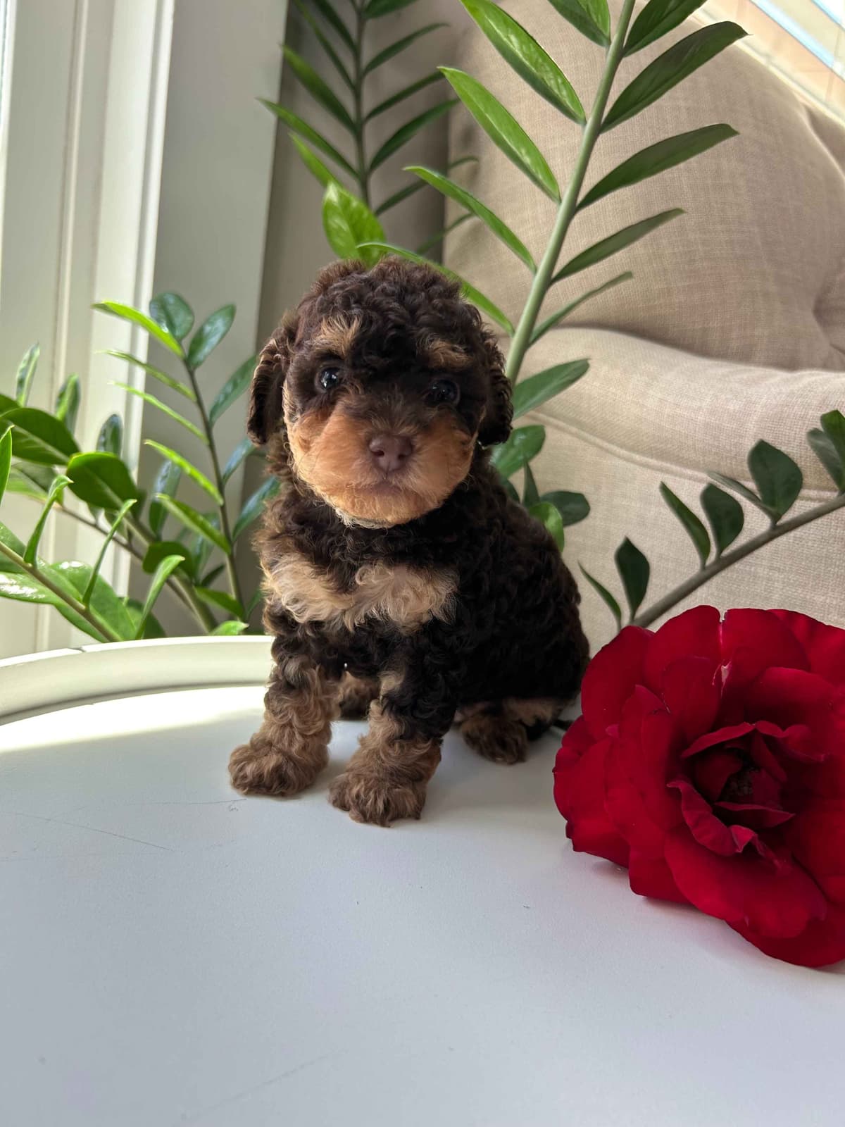 Toy/Mini Poodle Puppies breeder image 3