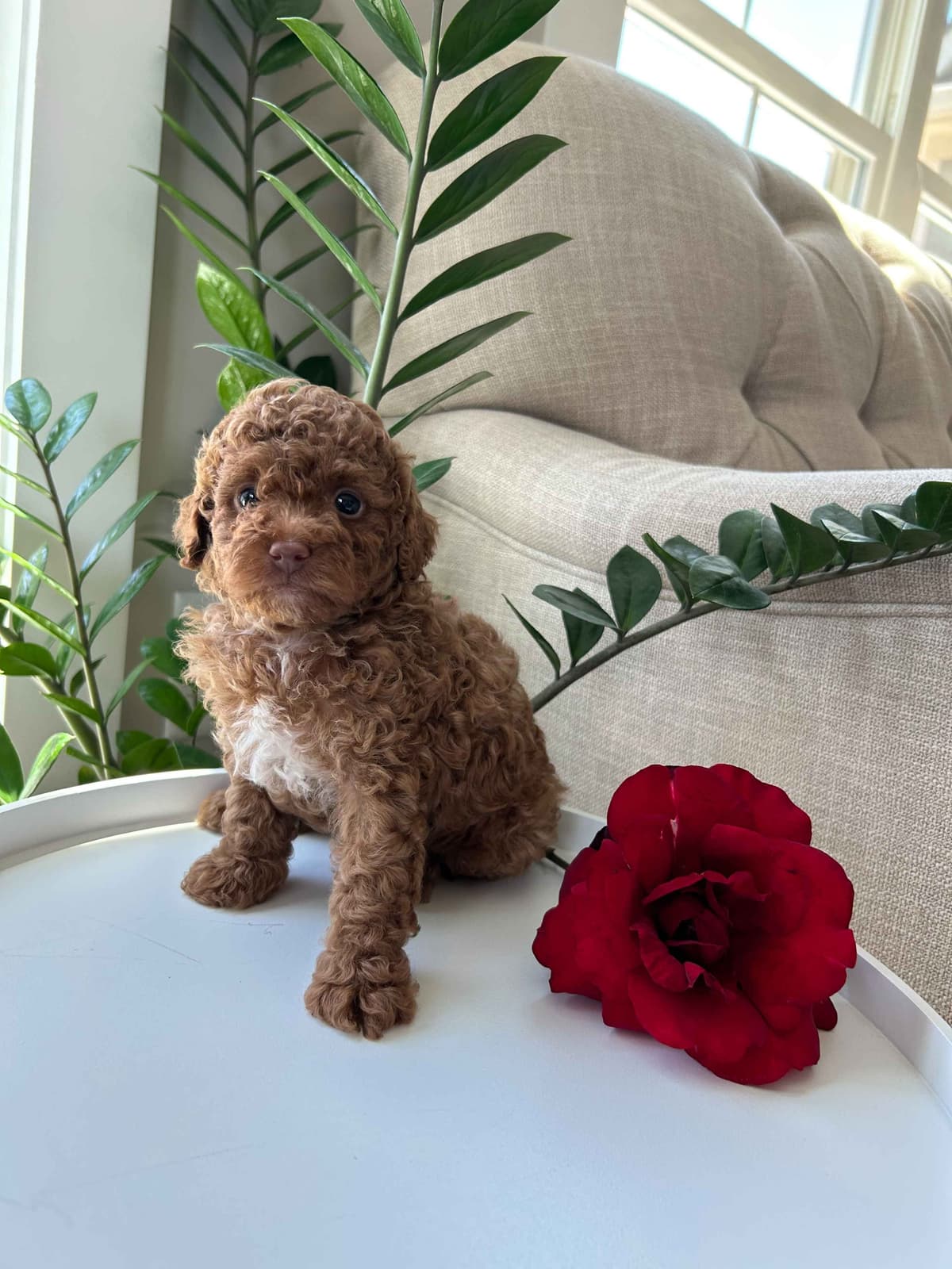 Toy/Mini Poodle Puppies breeder image 5