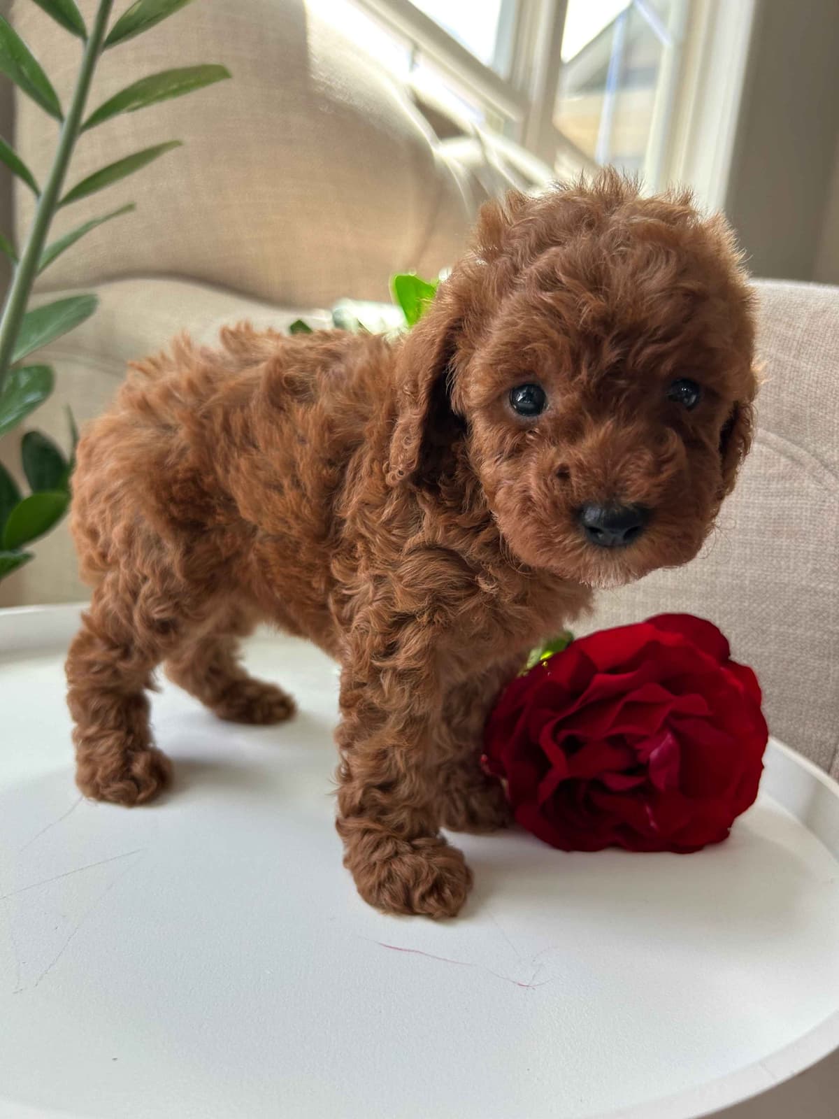 Toy/Mini Poodle Puppies breeder image 13