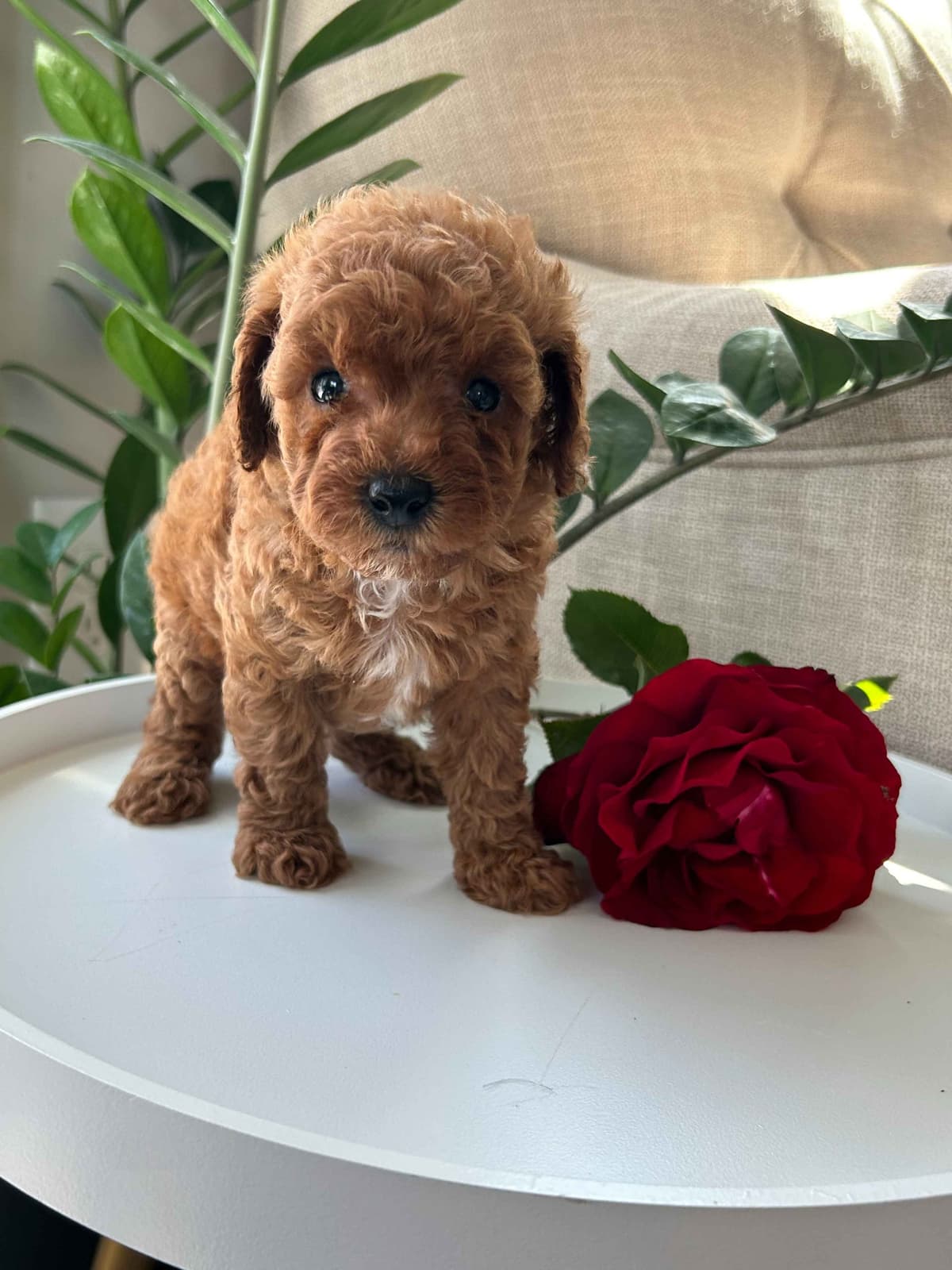 Toy/Mini Poodle Puppies breeder image 21