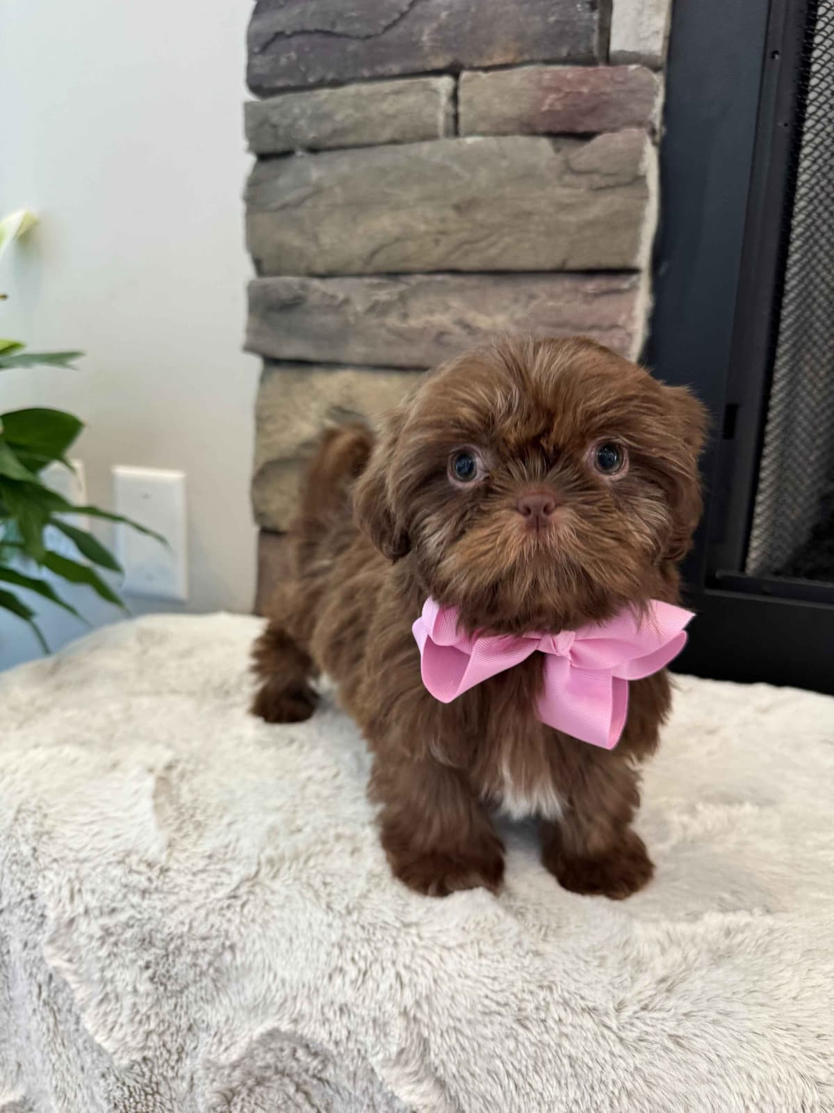 Toy/Mini Poodle Puppies breeder image 22