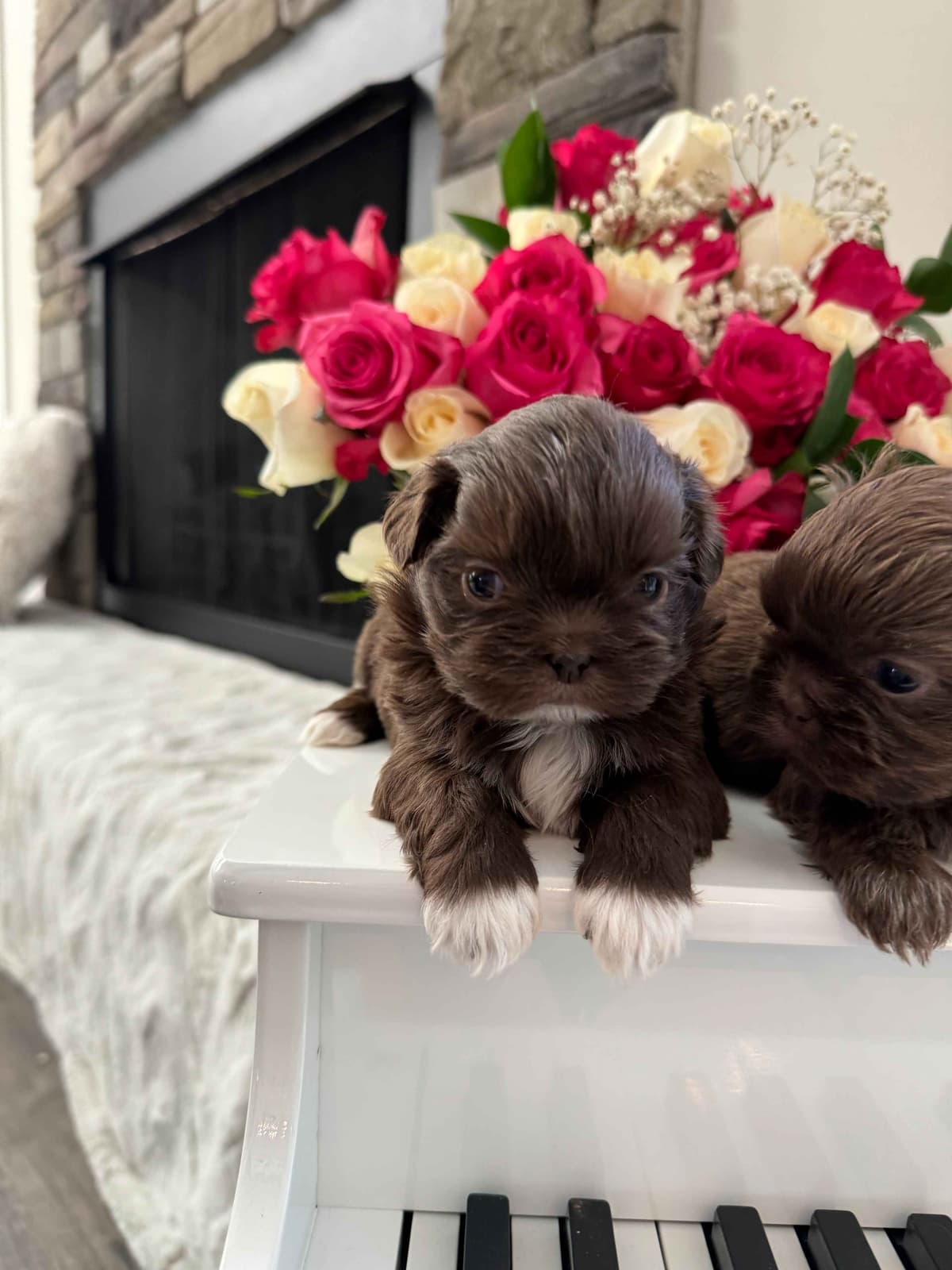 Toy/Mini Poodle Puppies breeder image 23