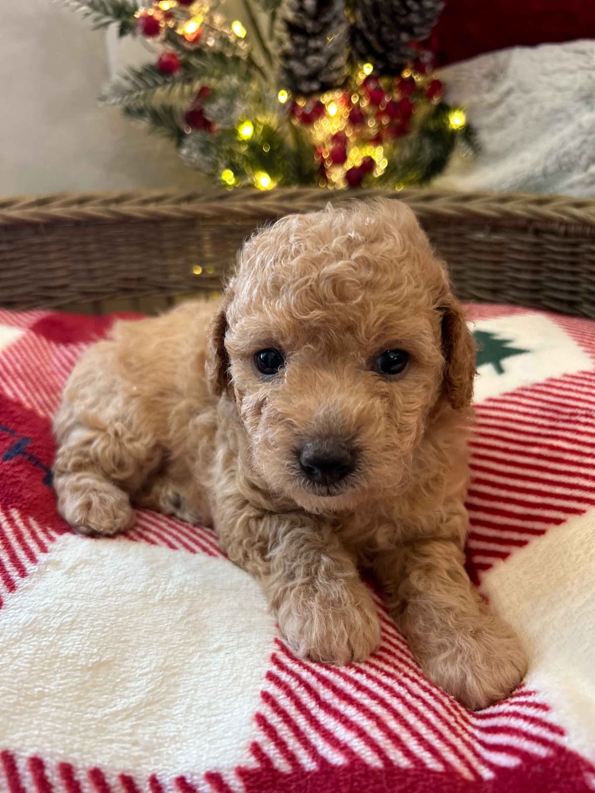 Toy/Mini Poodle Puppies breeder image 25