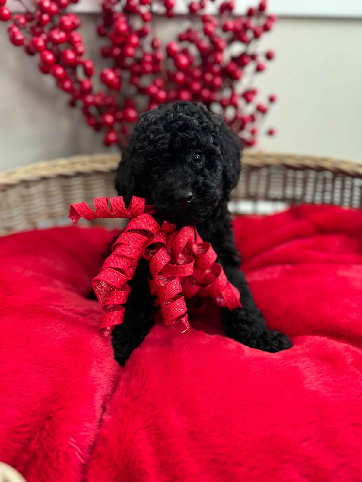 Toy/Mini Poodle Puppies breeder image 26