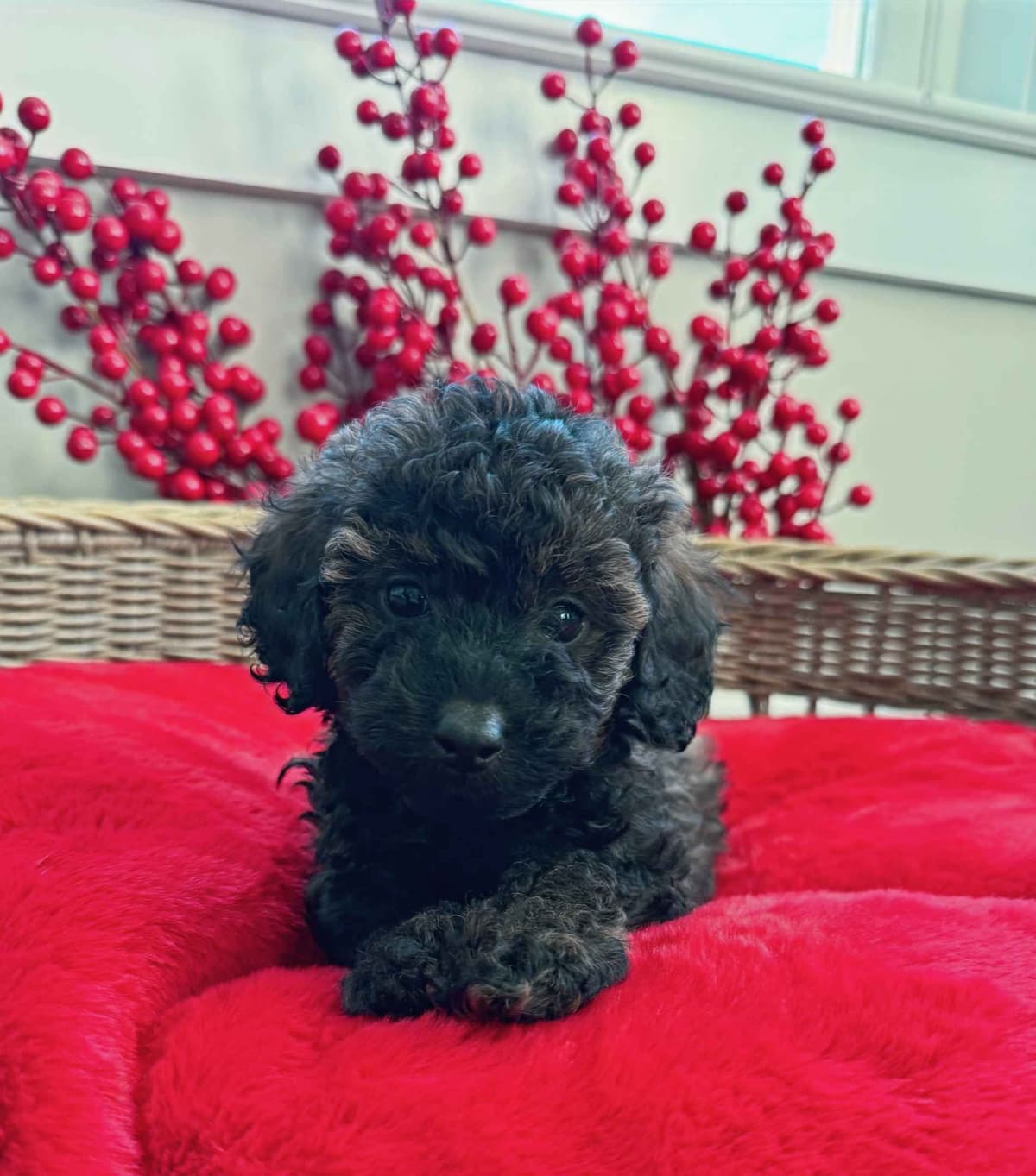 Toy/Mini Poodle Puppies breeder image 11